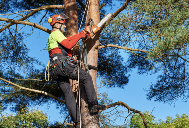 tree trimming pierce wa