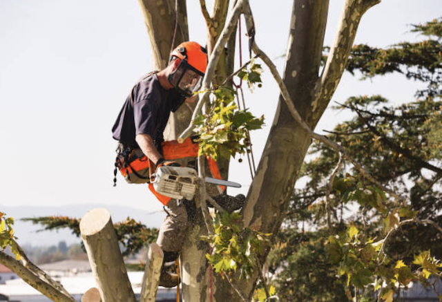 tree removal pierce