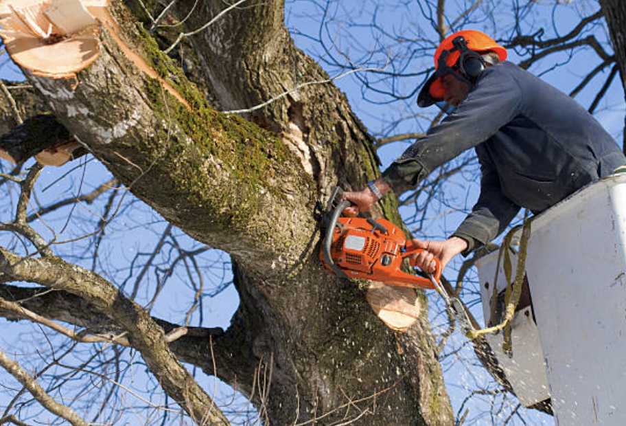 tree trimming pierce wa