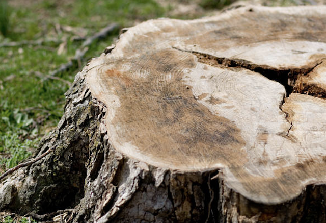 stump grinding Parkland wa